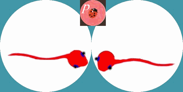 relativiser