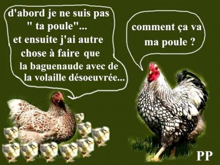  le coq et la poule