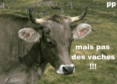  ALLEZ ! c'est oublié, les vaches !