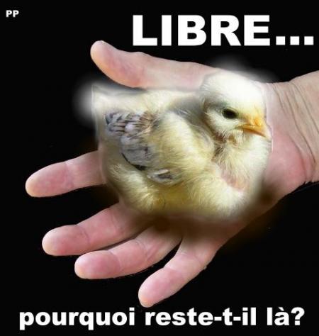  LA LIBERTE ne suffit pas pour être heureux