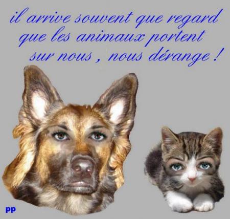  le regard des animaux c'est notre propre regard !