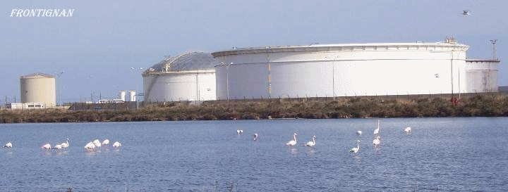  LES FLAMANDS de FRONTIGNAN