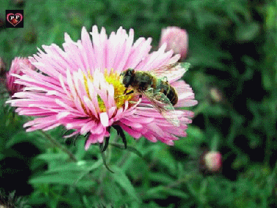  si l'abeille le dit ...