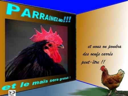 parrainages et oeufs carrés