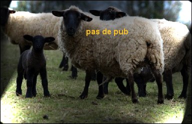 pub sur dos de moutons !
