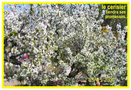  LE CERISIER du jardin tient toujours ses promesses...