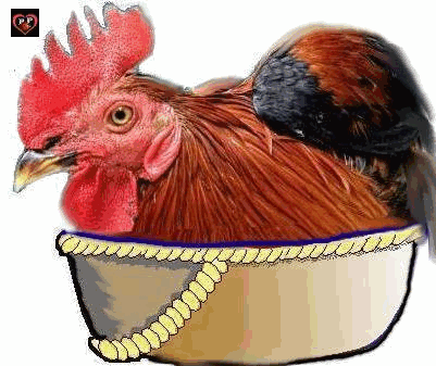  GRIPPE AVIAIRE oubliée....??