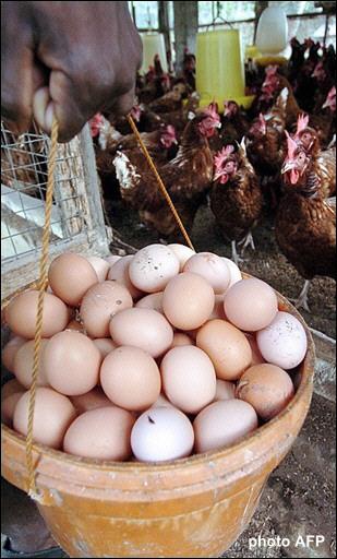 philosophie : l'oeuf avant la poule , ou l'inverse
