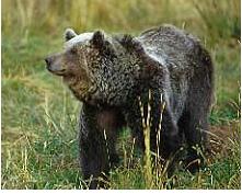  écologie et ours dans les  Pyrénées