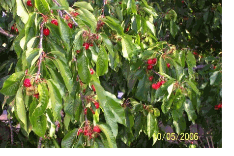 le magique temps des cerises
