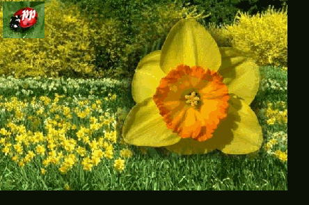  AIMER LES JONQUILLES;;;;