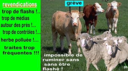  ruminer en paix !