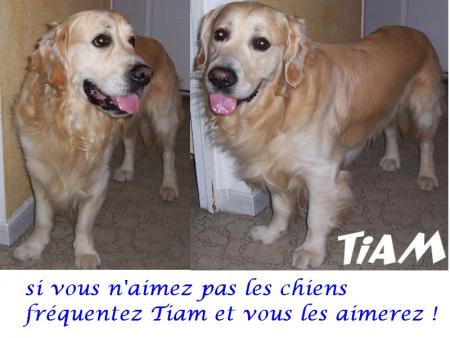 un amour de chien :TIAM