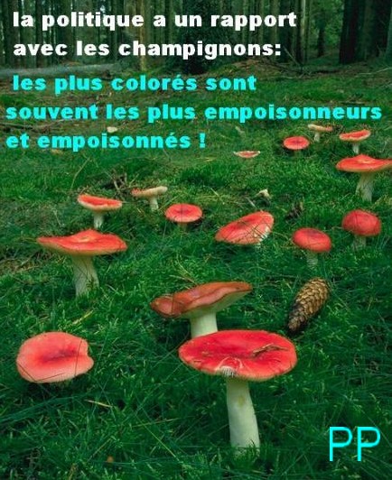 se méfier des champignons à belle tête...