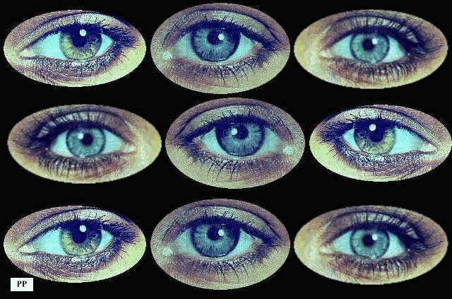  la  beauté et les yeux
