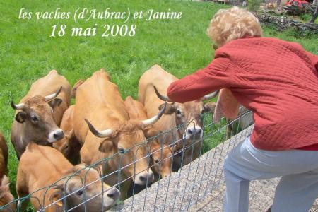 les vaches et Janine (Saint Jean du Bleymard 48 )