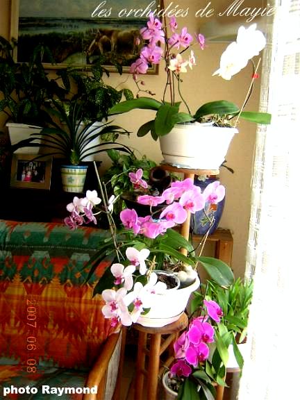 Mayie aime beaucoup les orchidées...