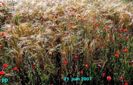 le jour du solstice d'été