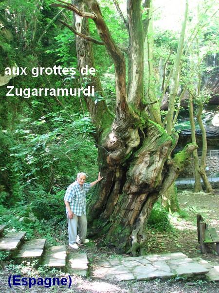 Raymond et le vieil arbre...