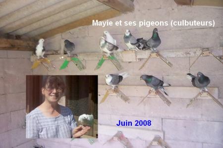 Mayie et ses pigeons ...(parfois...culbuteurs)