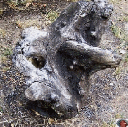  la mémoire de la Forêt