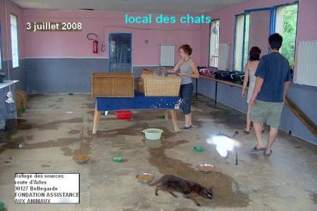 une pi&egrave;ce pour les chats ... au refuge