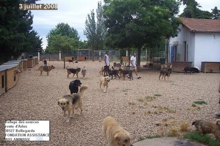 des centaines de chiens...recueillis ici...et apparemment tr&egrave;s heureux