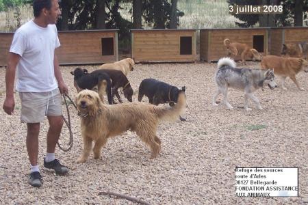 des centaines de chiens...recueillis ici...