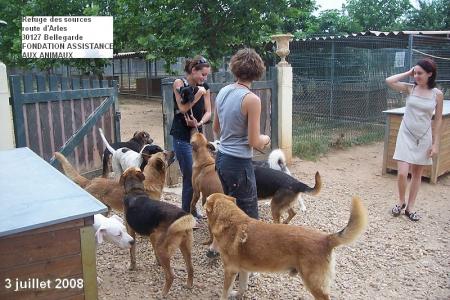 ici on aime beaucoup les chiens