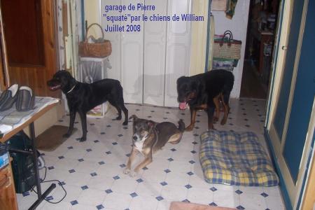 les chiens de William