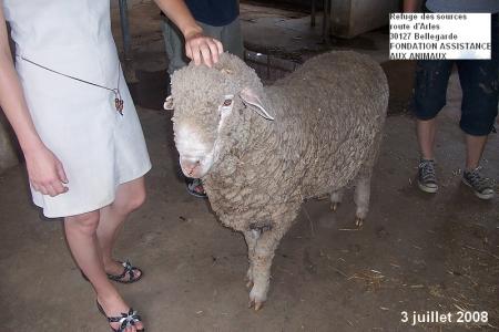 Anne-Marie et le mouton