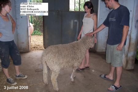mouton &eacute;chapp&eacute; d'un m&eacute;choui...