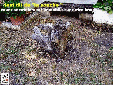  la souche est totalement immobile