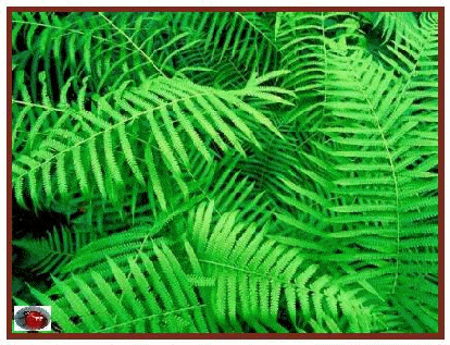 écologie 2005