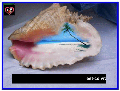   on entend la mer dans les petits coquillages...