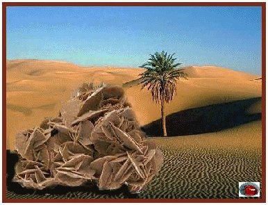    la rose des sable