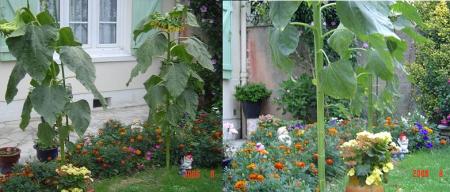 jardin de Roger :août 2006