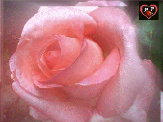 envoi de roses à .... toutes mes amies