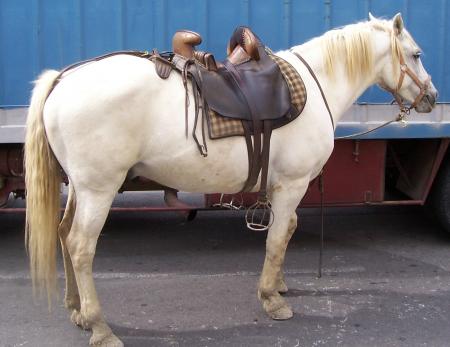 LE CHEVAL DE CAMARGUE
