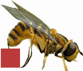  en souvenir d'une piq&ucirc;re de gu&ecirc;pe