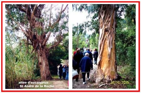 allée des eucalyptus