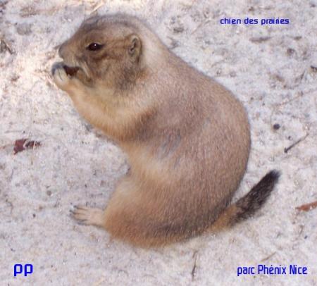 chien des prairies