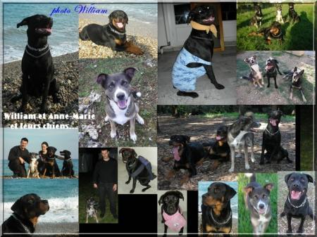 William et Anne-Marie et leurs chiens