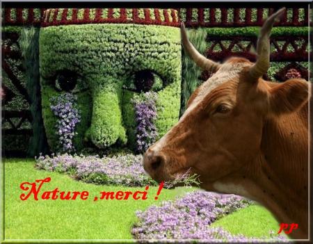 même une vache peut-être sensible !