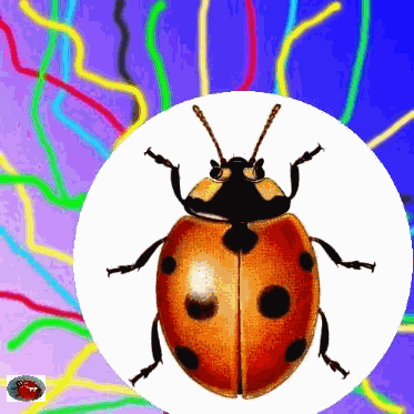  la coccinelle à 7 points