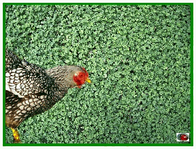 PAS DE POULES DEHORS =  disparition des trèfles à 4 feuilles !