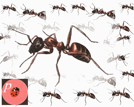  pas de grèves pour les fourmis .