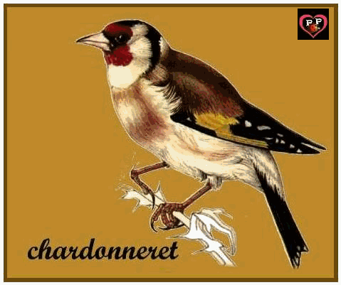 quelques oiseaux ,pour les reconnaître