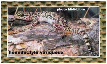 écologie à Nîmes