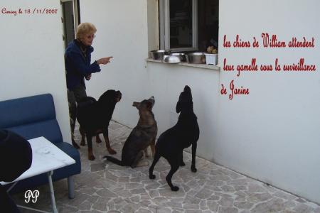 repas des chiens chez WIlliam